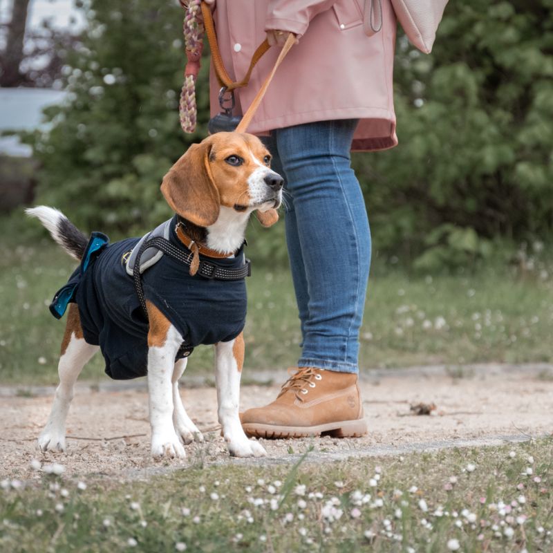 Trusted Dogs - puppycoach - pup 43