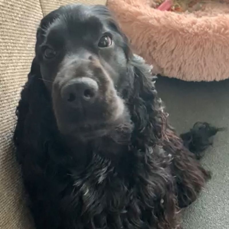 Trusted Dogs - puppycoach - pup 65