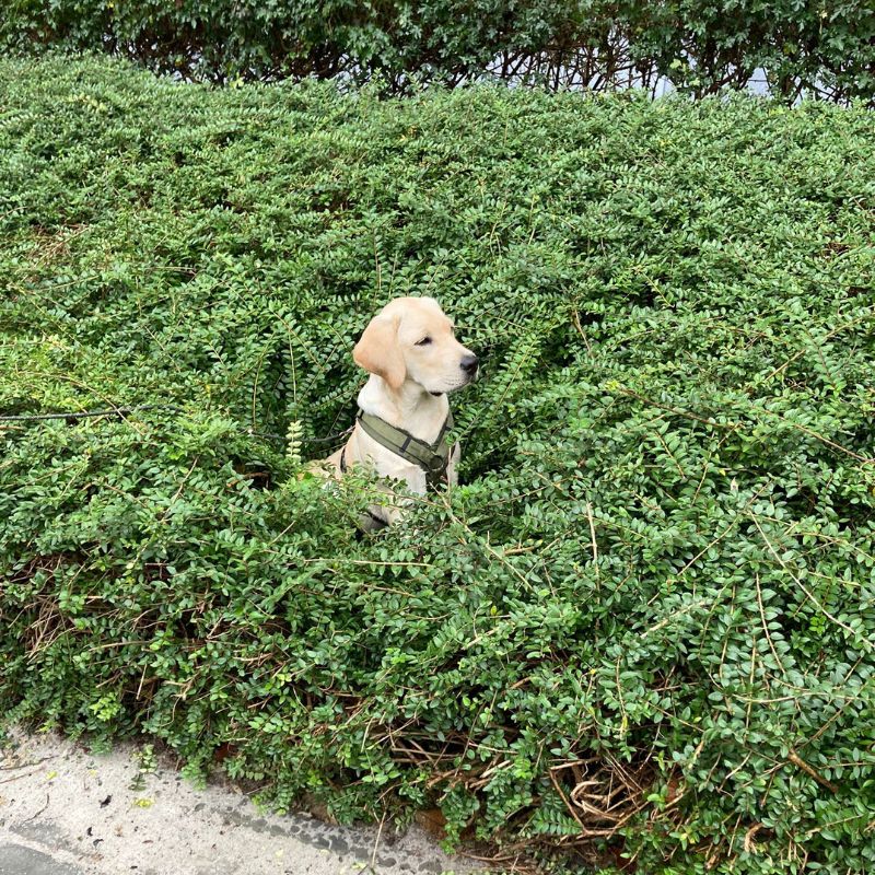 Trusted Dogs - puppycoach - pup 76