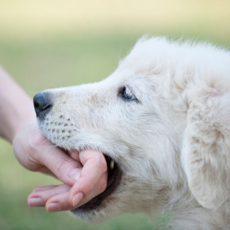 Van HAP naar happy: dit is hoe je puppybijten effectief aanpakt.